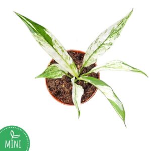 Spathiphyllum Sensation Spathiphyllum Snow Feather
(5 Plants/Order)(7cmP 15cmH)