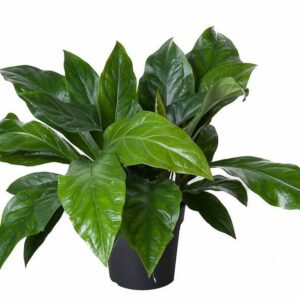 Anthurium Jungle Bush Anthurium Jungle Bush 2PP
(1 Plants/Order)(24cmP 70cmH)