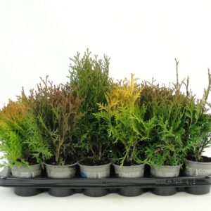 Thuja other dark yellow Thuja other
(18 Plants/Order)(9cmP 15cmH)