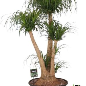 Nolina recurvata Beaucarnea rec. busch
(1 Plants/Order)(60cmP 160cmH)