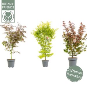 Acer palmatum Acer palm. 'MIX' 
(1 Plants/Order)(30cmP 150cmH)