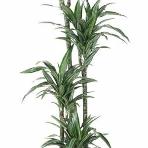 Dracaena Ulises Dracaena Ulises 120-90-60-30
(1 Plants/Order)(27cmP 180cmH)