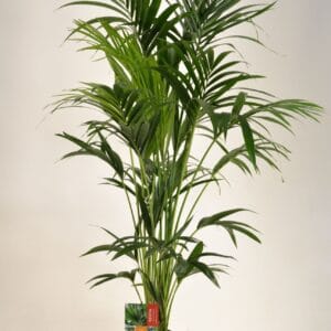 Howea forsteriana KENTIA - P24 H150 - 6PP (Howea forsteriana)
(1 Plants/Order)(24cmP 150cmH)