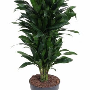 Dracaena Green Jewel Dracaena Green Jewel busch P27
(1 Plants/Order)(27cmP 130cmH)