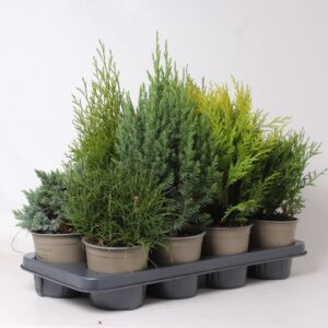 conifers conifers mix
(8 Plants/Order)(13cmP 40cmH)