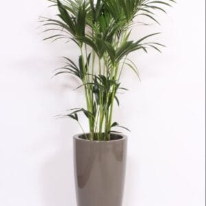 Howea forsteriana Howea Forsteriana in Santorini Pot "taupe"
(1 Plants/Order)(33cmP 160cmH)