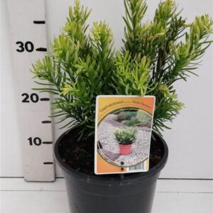 Cephalotaxus harringtonii Cephalotaxus ha. 'Duke Gardens'
(1 Plants/Order)(19cmP 40cmH)