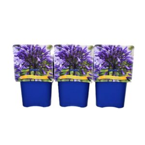 Agapanthus Agapanthus 'Monique' C5
(1 Plants/Order)(21cmP 35cmH)