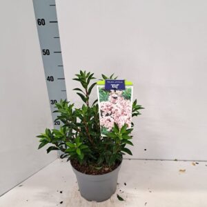Kalmia latifolia Kalmia lat. 'Elf'
(1 Plants/Order)(19cmP 30cmH)