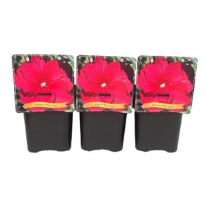 Hibiscus Hibiscus 'Plum Crazy' C5
(1 Plants/Order)(21cmP 35cmH)