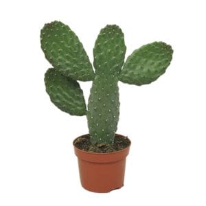 Opuntia consulea 12 cm
(6 Plants/Order)(12cmP 25cmH)