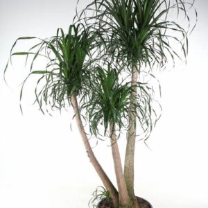 Nolina recurvata Beaucarnea busch P55 - 5ft
(1 Plants/Order)(55cmP 180cmH)