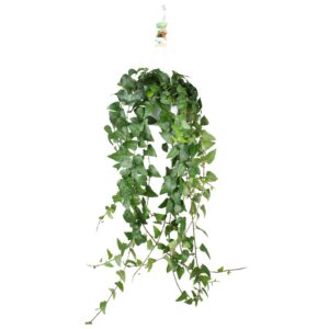 Hedera Mein Herz Hedera helix Mein Herz - hang/XXL
(1 Plants/Order)(17cmP 100cmH)
