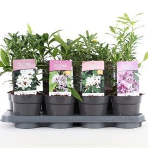 Daphne Daphne mix P13
(8 Plants/Order)(13cmP 25cmH)