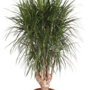 Dracaena marginata Dracaena marginata
(1 Plants/Order)(40cmP 160cmH)