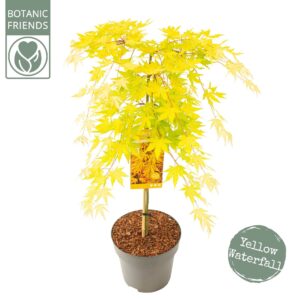 Acer palmatum Acer palm. 'Cascade Gold' 
(1 Plants/Order)(29cmP 90cmH)