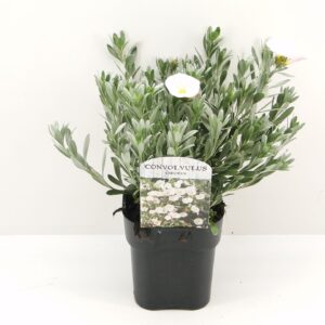 Convolvulus cneorum Convolvulus cneorum
(6 Plants/Order)(17cmP 20cmH)