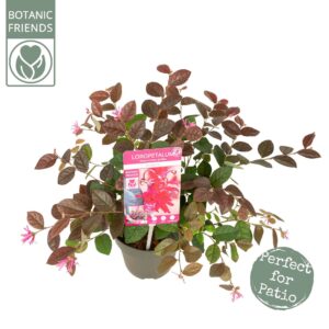 Loropetalum Fire Dance Loropetalum ch. 'Fire Dance' 
(6 Plants/Order)(15cmP 30cmH)