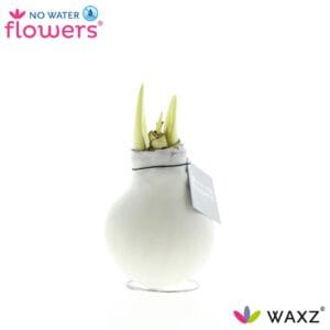 Droge ball Hippeastrum Wax Waxz® White
(6 Plants/Order)(5cmP 15cmH)