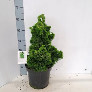 Chamaecyparis obtusa Chamaecyparis obt. 'Aurora'
(1 Plants/Order)(26cmP 35cmH)