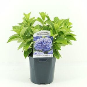 Hydrangea macrophylla blue
(6 Plants/Order)(17cmP 30cmH)