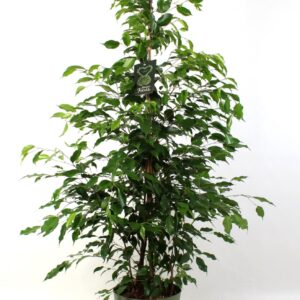 Ficus Exotica FICUS benjamina Exotica
(5 Plants/Order)(27cmP 150cmH)