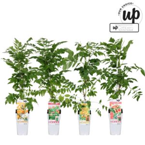 Campsis x tagliabuana Campsis Our Choice mix tray P15
(10 Plants/Order)(15cmP 90cmH)