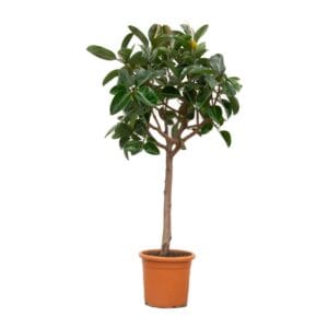 Ficus Elastica Robusta
(1 Plants/Order)(35cmP 180cmH)