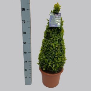 Buxus other Buxus semp. pyr. 60 cm 26/TC7.5
(1 Plants/Order)(26cmP 80cmH)