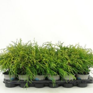 Chamaecyparis Sungold Chamaecyparis pisifera 'Sungold'
(18 Plants/Order)(9cmP 13cmH)
