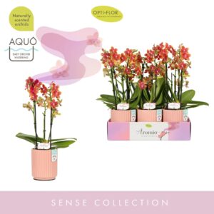 Phalaenopsis Multiflora Aromio Tropical 3 spike in Molise Salmon Aquo
(6 Plants/Order)(12cmP 35cmH)