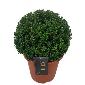 Ilex crenata Convexa Ilex crenata 'Convexa' ball p24 (th) 30-35 ©
(1 Plants/Order)(24cmP 30cmH)