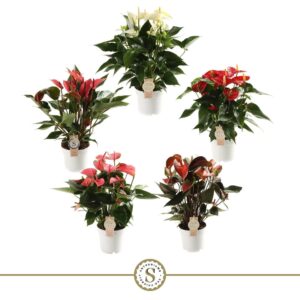 Anthurium mixed 5 c Top mix 14cm (5 kleuren)
(7 Plants/Order)(14cmP 50cmH)