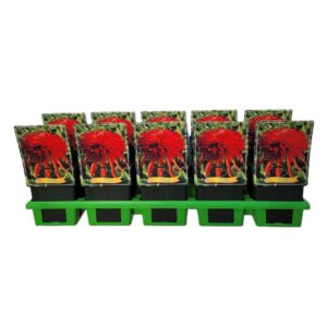 Echinacea other Echinacea 'Irresistible' P11 
(10 Plants/Order)(11cmP 25cmH)