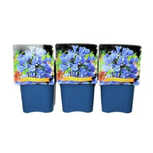 Agapanthus Agapanthus 'Blue Umbrella' C5
(1 Plants/Order)(21cmP 35cmH)