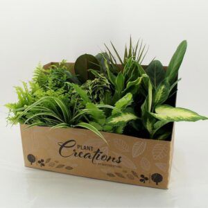 Indoor plants M-12 Mixplanten in showdoos
(12 Plants/Order)(12cmP 45cmH)