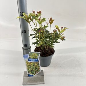 Osmanthus Goshiki Osmanthus het. ‘Goshiki’
(8 Plants/Order)(13cmP 25cmH)