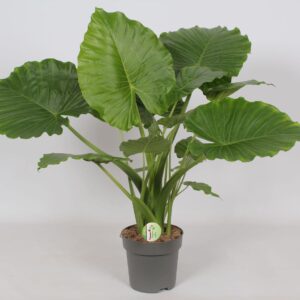 Alocasia gageana Alocasia Gageana 'California'
(1 Plants/Order)(21cmP 90cmH)