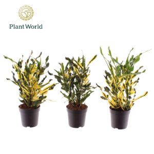 Codiaeum Codiaeum variegatum kleinb Croton Pictum kopstek 7 cm
(22 Plants/Order)(7cmP 20cmH)