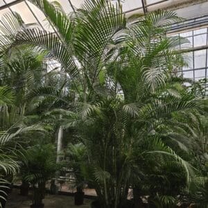 Chrysalidocarpus Dypsis lutescens (Areca)
(1 Plants/Order)(96cmP 500cmH)
