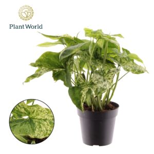 Syngonium podophyllum Mottled Syngonium Mottled
(14 Plants/Order)(12cmP 35cmH)