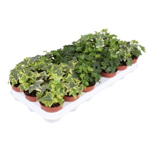 Hedera mixed Hedera mixed
(21 Plants/Order)(8.5cmP 5cmH)