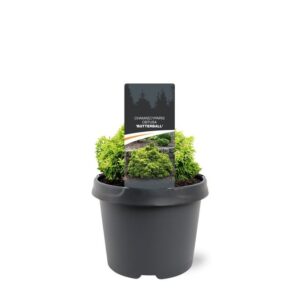 Chamaecyparis obtusa Chamaecyparis obtusa 'Butterball'
(1 Plants/Order)(19cmP 28cmH)