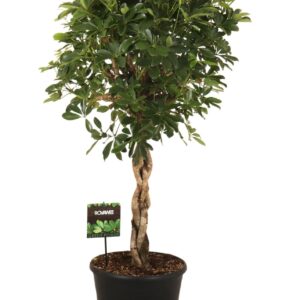 Schefflera Compacta Schefflera arb. Compacta melted braid
(1 Plants/Order)(35cmP 130cmH)