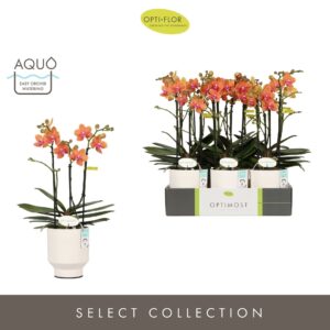 Phalaenopsis Multifl. typ 'Paprika' Optimost pepper 3 spike in Emilia White Aquo
(6 Plants/Order)(12cmP 45cmH)