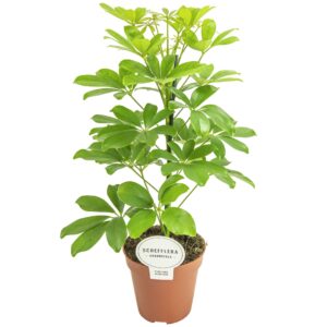 Schefflera Nora Schefflera Nora
(8 Plants/Order)(13cmP 45cmH)