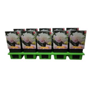 Paeonia Paeonia Lactiflora 'Alertie' P11
(10 Plants/Order)(11cmP 25cmH)