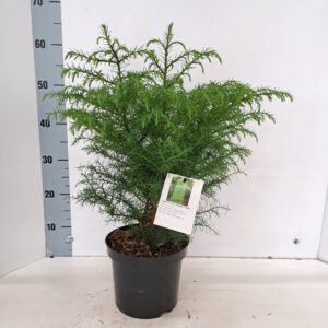 Cryptomeria Elegans Virid Cryptomeria j. 'Elegans Viridis' 
(1 Plants/Order)(19cmP 40cmH)