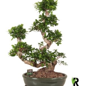 Ficus Ginseng micr. Waterval in Ceramics ovaal schaal met schotel green
(1 Plants/Order)(50cmP 110cmH)