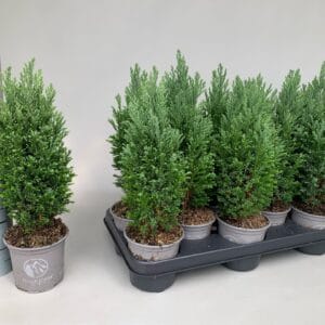 Chamaecyparis Ellgrandii Lawsoniana P11
(12 Plants/Order)(11cmP 35cmH)